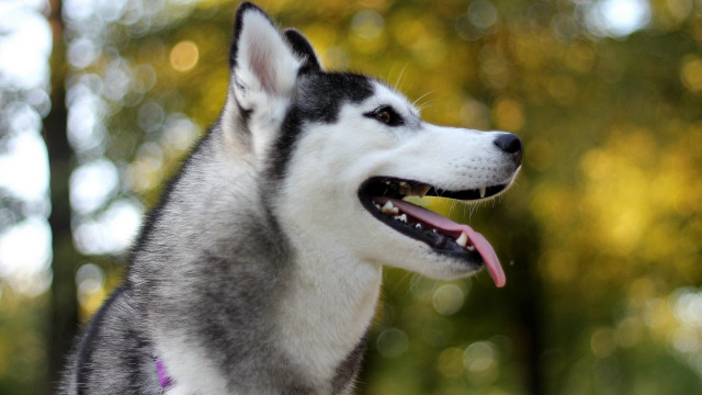 Husky tongue out trees bokeh free wallpaper for desktop - medium preview image