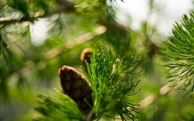 Pine cone branch green needles free wallpaper for desktop - medium preview image