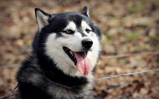 Husky tongue out leaves blurry free wallpaper for desktop - medium preview image