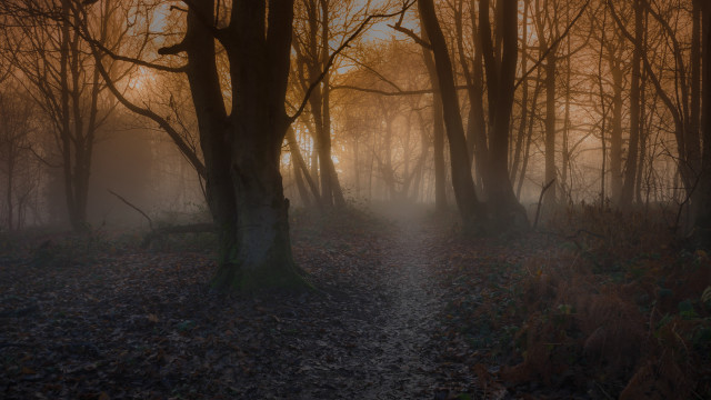 Fog forest path autumn bare free wallpaper for desktop - medium preview image