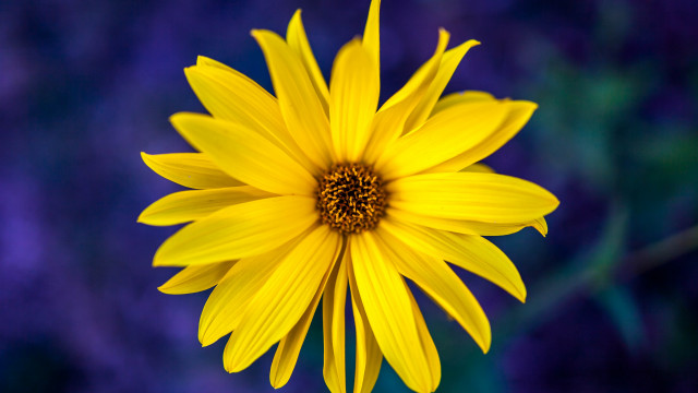 Yellow flower purple background blurry free wallpaper for desktop - medium preview image