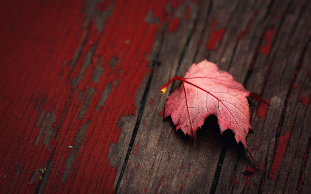 Red leaf wooden background blood free wallpaper for desktop - medium preview image