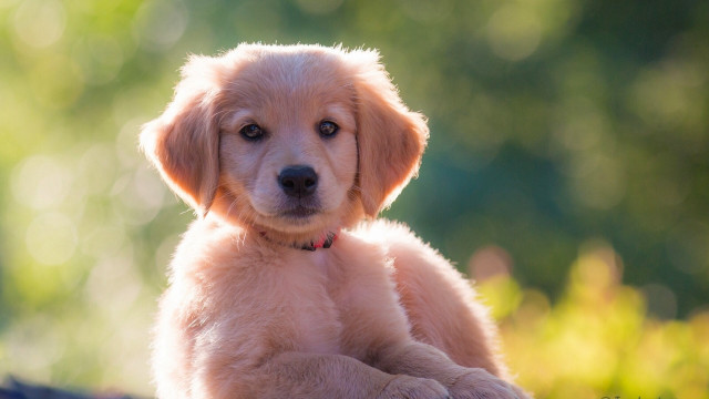 Puppy log blurry background shiba free wallpaper for desktop - medium preview image