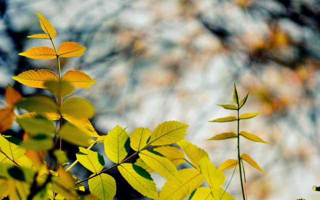 Tree yellow leaves autumn blur free wallpaper for desktop - medium preview image