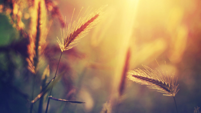 Grass sunset blurry closeup twilight free wallpaper for desktop - medium preview image