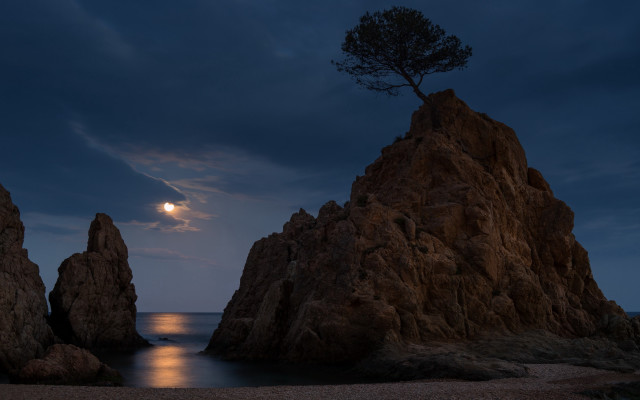 Full moon ocean rocks tree free wallpaper for desktop - medium preview image