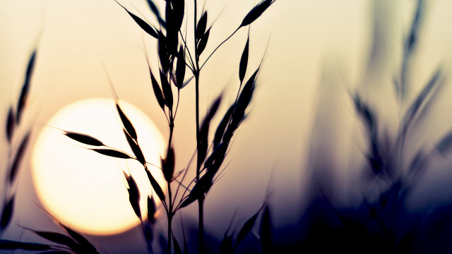 Plant sun blurry grass macro free wallpaper for desktop - medium preview image