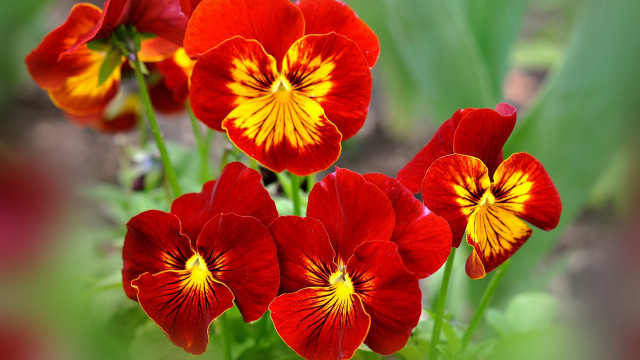 Flowers garden bokeh blurry closeup free wallpaper for desktop - medium preview image