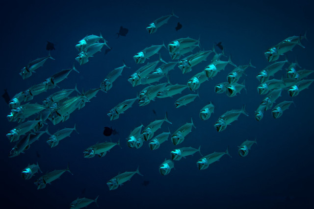Large group fish swimming ocean free wallpaper for desktop - medium preview image