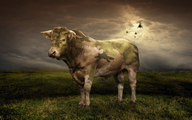 Cow field helicopter sunset photorealistic free wallpaper for desktop - medium preview image