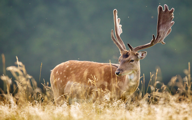 Deer antlers tallgrass forest night free wallpaper for desktop - medium preview image