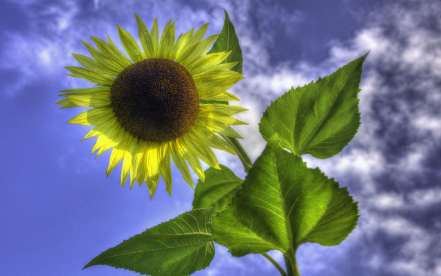 Sunflower blue sky clouds macro free wallpaper for desktop - medium preview image