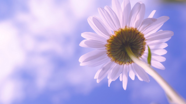White flower yellow center blue #3 free wallpaper for desktop - medium preview image