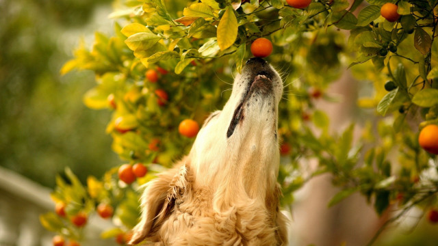 Dog reaching orange tree bokeh free wallpaper for desktop - medium preview image