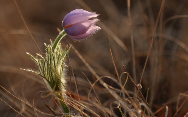 Flower drygrass weeds macro naturalism free wallpaper for desktop - medium preview image