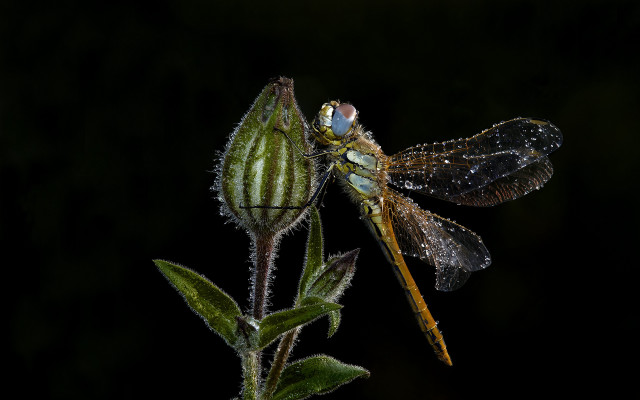 Dragonfly flower dew wings black free wallpaper for desktop - medium preview image