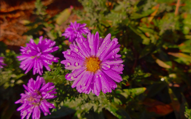 Purple flower water droplets macro #25 free wallpaper for desktop - medium preview image