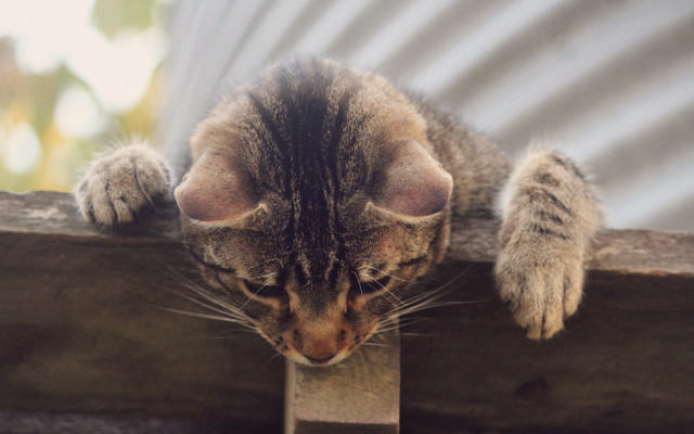 Cat ledge paw sharp claws free wallpaper for desktop - medium preview image