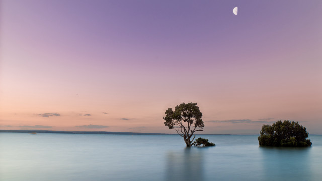 Lone tree lake sunset half free wallpaper for desktop - medium preview image