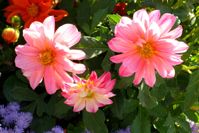 Pink flowers floral field green free wallpaper for desktop - medium preview image