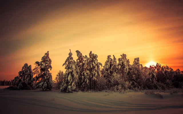Sunset snowy trees winter matte free wallpaper for desktop - medium preview image