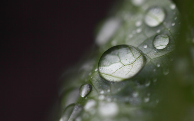 Leaf water droplets macro bokeh #5 free wallpaper for desktop - medium preview image