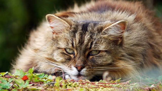 Cat laying daisy field neoplasticism free wallpaper for desktop - medium preview image