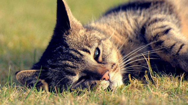 Cat laying grass closed eyes #2 free wallpaper for desktop - medium preview image