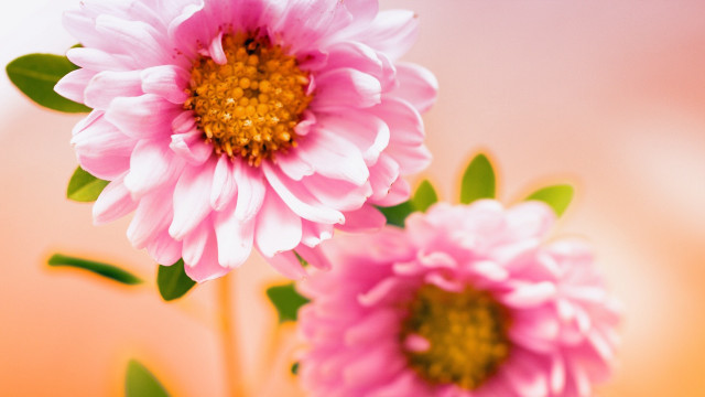 Pink flowers green leaves bouquet #3 free wallpaper for desktop - medium preview image