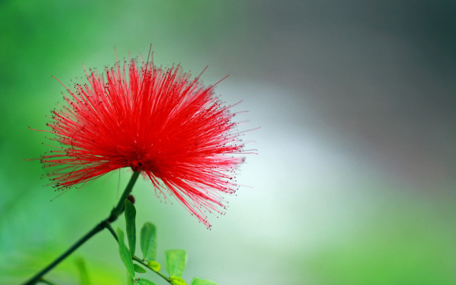 Red flower green leaves blurry #5 free wallpaper for desktop - medium preview image