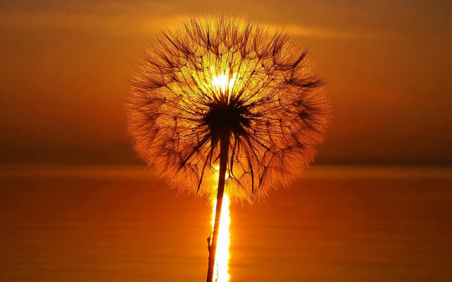 Dandelion sunset reflection orange gradient free wallpaper for desktop - medium preview image
