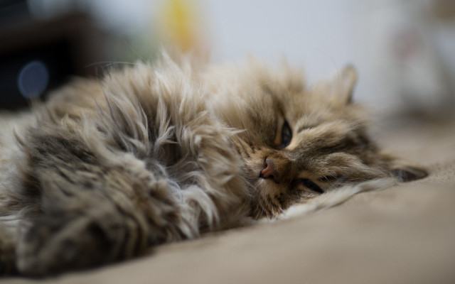 Fluffy cat sleeping tilt shift free wallpaper for desktop - medium preview image