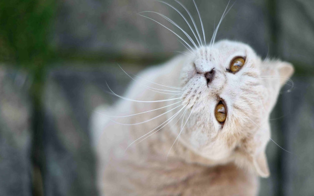 Cat yellow eyes rock wall free wallpaper for desktop - medium preview image