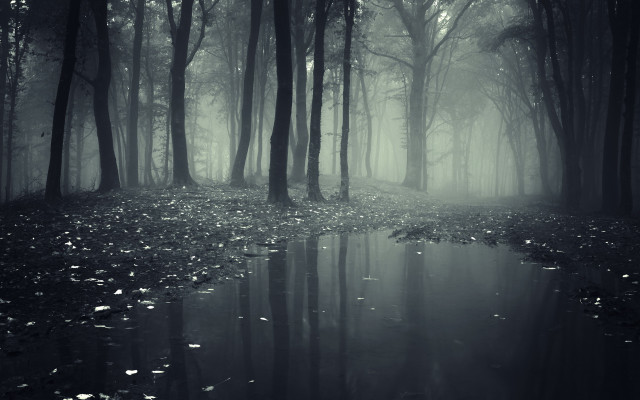 Dark forest stream fog bare free wallpaper for desktop - medium preview image