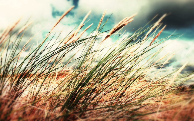 Grass clouds bird sunset matte free wallpaper for desktop - medium preview image