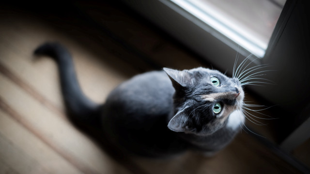 Surprised cat looking up wooden free wallpaper for desktop - medium preview image