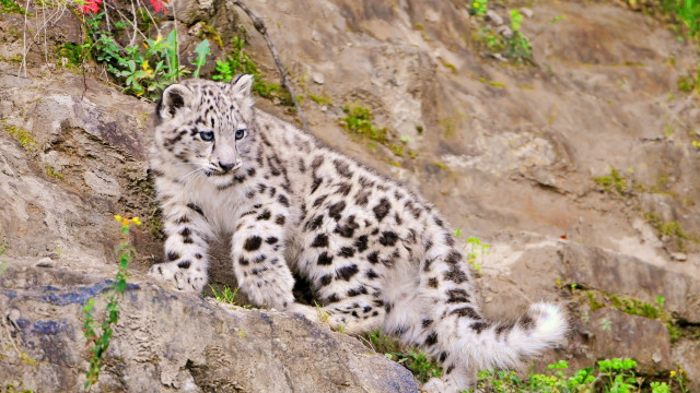 Snow leopard rock flower field free wallpaper for desktop - medium preview image
