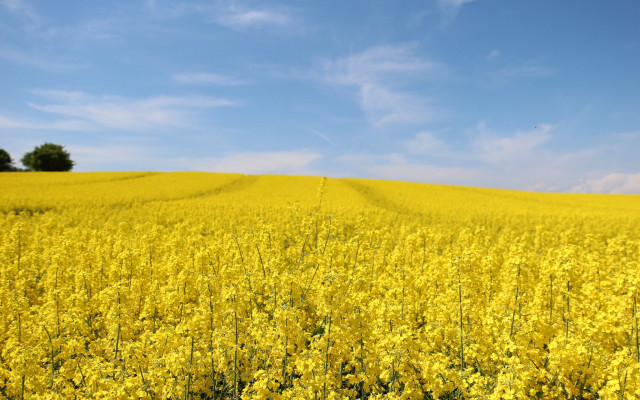 Yellow field blue sky tree free wallpaper for desktop - medium preview image