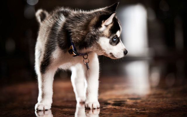 Husky dog wooden floor blurry free wallpaper for desktop - medium preview image