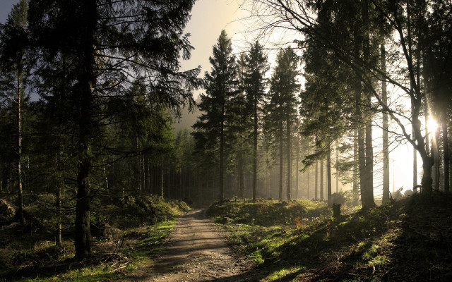 Dirt road forest sunshine fog free wallpaper for desktop - medium preview image