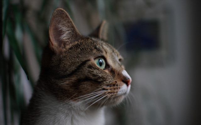 Cat green eye plant wall free wallpaper for desktop - medium preview image