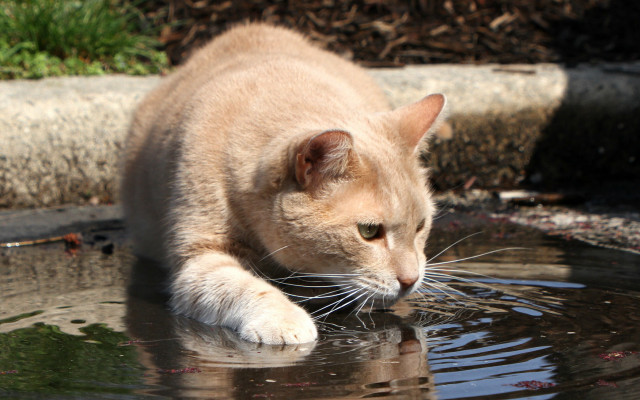 Cat drinking water park concrete free wallpaper for desktop - medium preview image