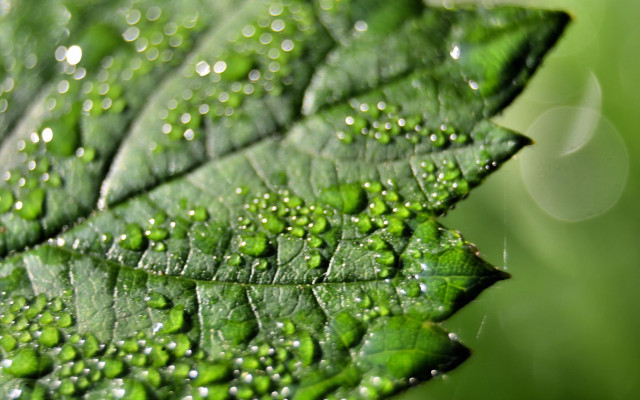 Green leaf water droplets macro #24 free wallpaper for desktop - medium preview image