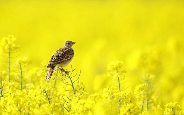Bird branch yellow field macro free wallpaper for desktop - medium preview image