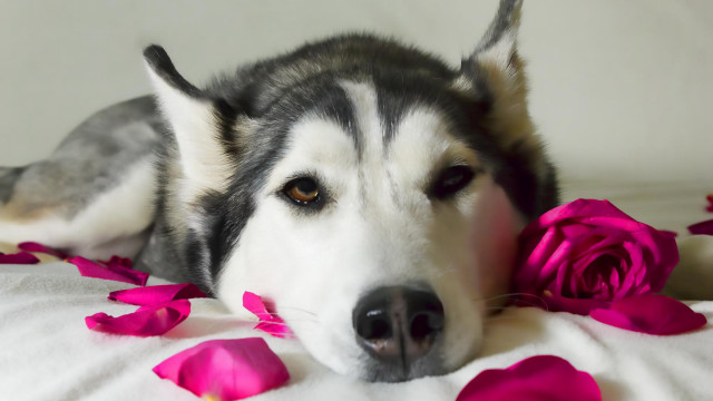 Dog bed pink rose romantic free wallpaper for desktop - medium preview image