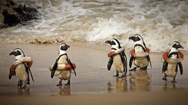 Penguins beach surfboards lifejacket kitsch free wallpaper for desktop - medium preview image