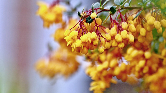 Yellow flowers branch autumn blurry free wallpaper for desktop - medium preview image