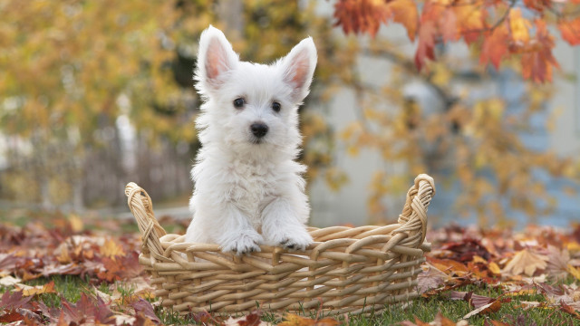 Small dog basket grass autumn free wallpaper for desktop - medium preview image