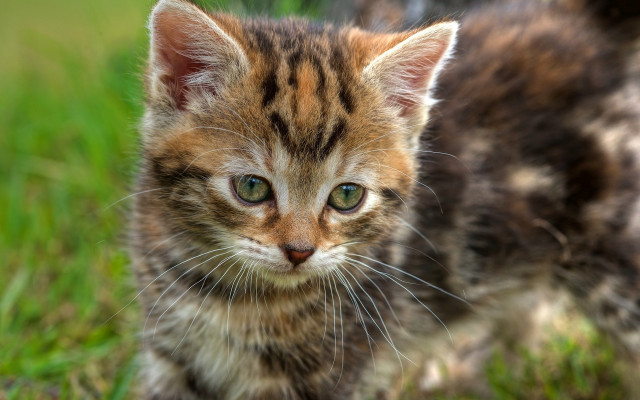 Small kitten grass outdoors cute free wallpaper for desktop - medium preview image