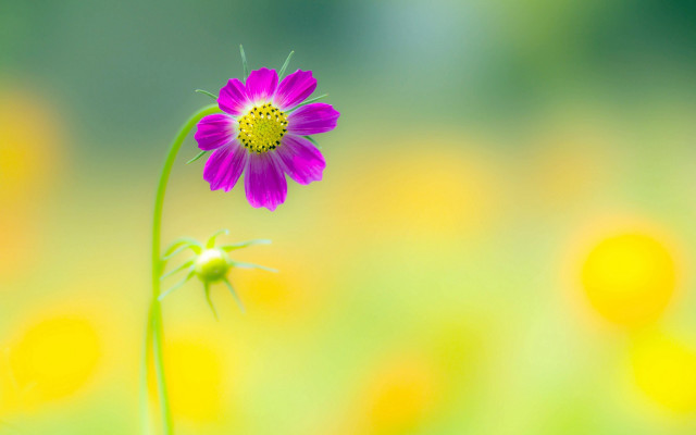 Flower field yellow pink macro free wallpaper for desktop - medium preview image